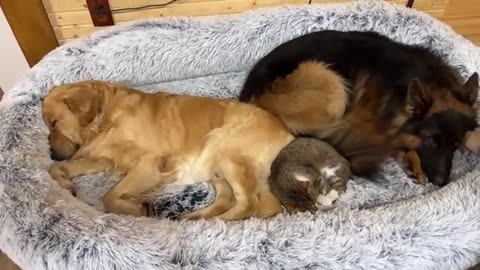 Neighbor's Cat Takes Over German Shepherd's Favorite Bed