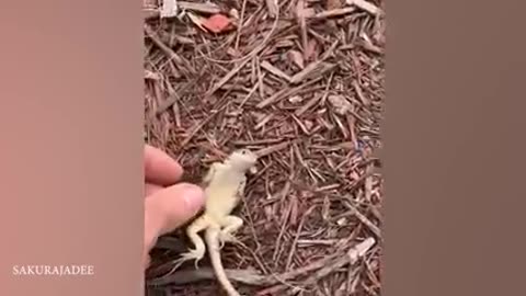 Funny Animal Video