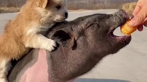 Video dog