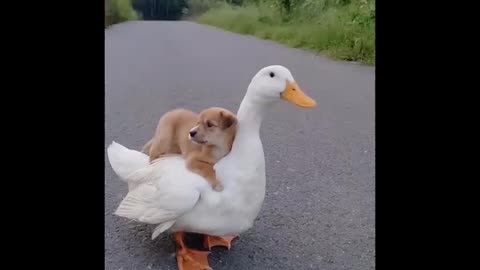 Cutest baby animals Videos Compilation Cute moment of the Animals episode : 9