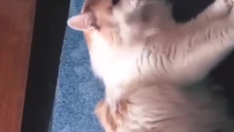 Pobre gato 😂