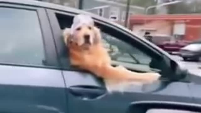 Beautiful puppys video!!! And golden dog #97#96#46#usa#shorts