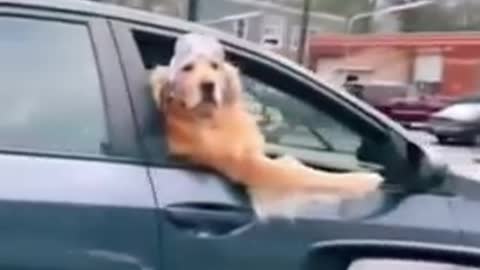 Beautiful puppys video!!! And golden dog #97#96#46#usa#shorts