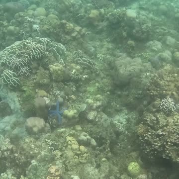 Snorkeling Around a Reef in Recovery