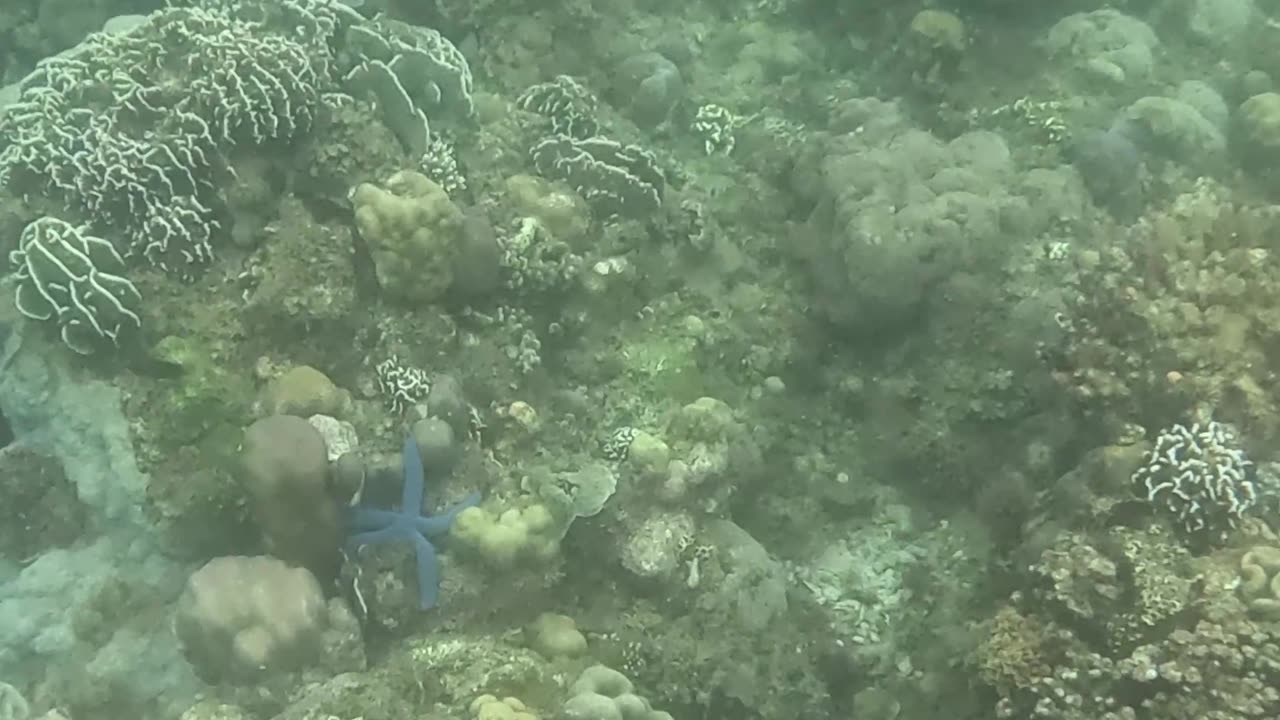 Snorkeling Around a Reef in Recovery