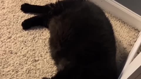 The Single Braincell Broke Down #cat #cute #kitten #pets #meow #videos #shorts #dog