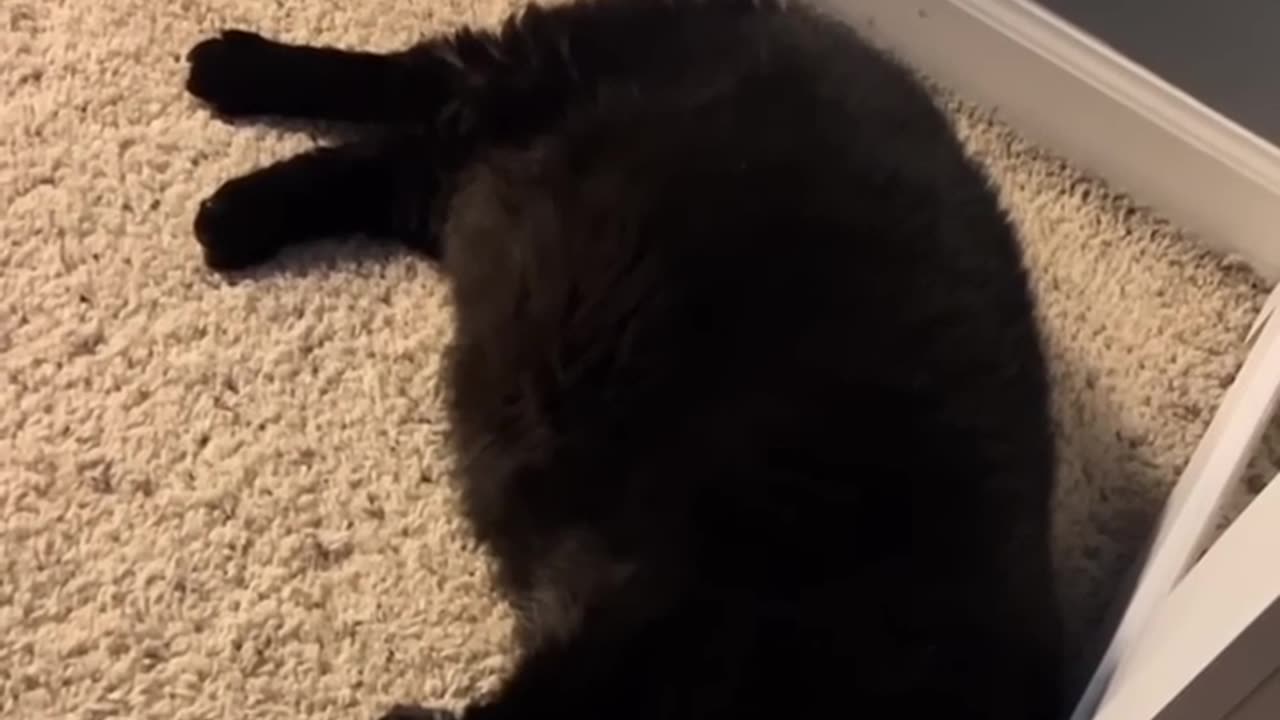 The Single Braincell Broke Down #cat #cute #kitten #pets #meow #videos #shorts #dog