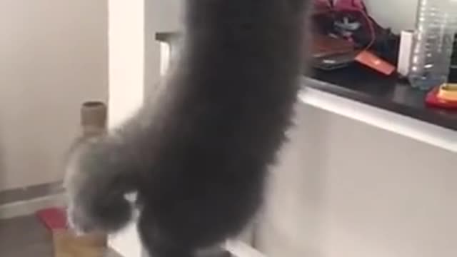 The cat looks like a fool.