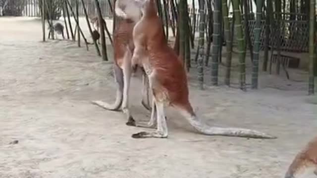 kangaroo fighting😂😂it's so very funny