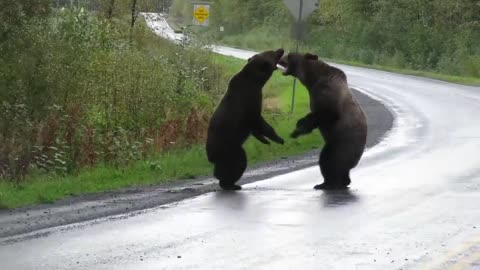 Epic grizzly bear fight! 😱😱😱