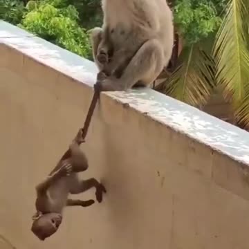 Monkey protects its Baby