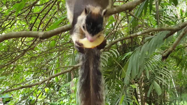 Funny with Chipmunk near home