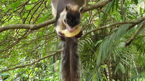 Funny with Chipmunk near home
