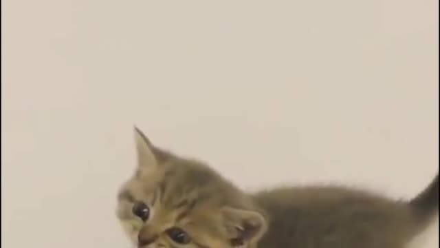 #The_Loveliest_Animals cute baby cat, cute kitten, kitten video, cute baby cat video