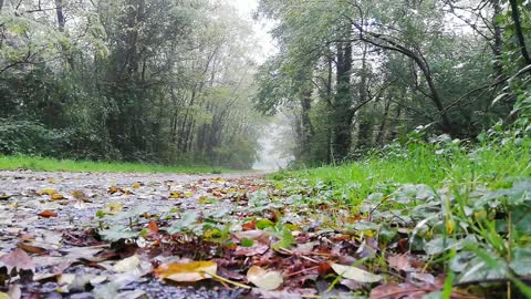 Morning rain in the forest!