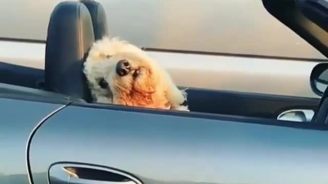 Do you like putting your pet in a luxury car?