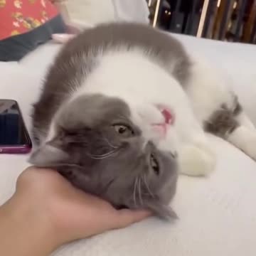 funny cat videos | cute cats | cute animals | funny cats | kittens cats meowing