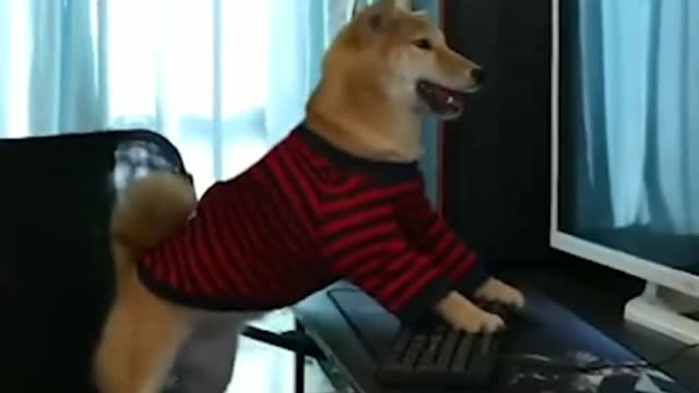 Dog Play Pubg On PC || doggy playing games on computer