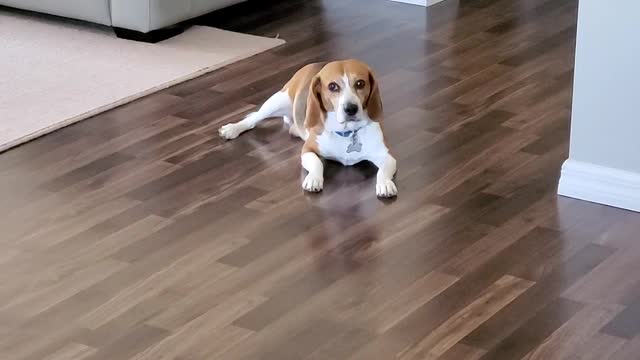 Trevino, the Papa Jonhs 🍕 eating beagle!