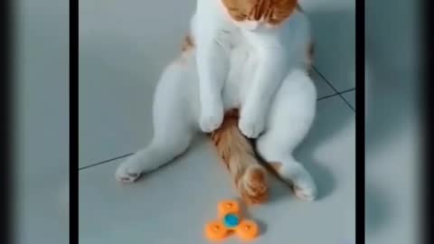 Funny Cat