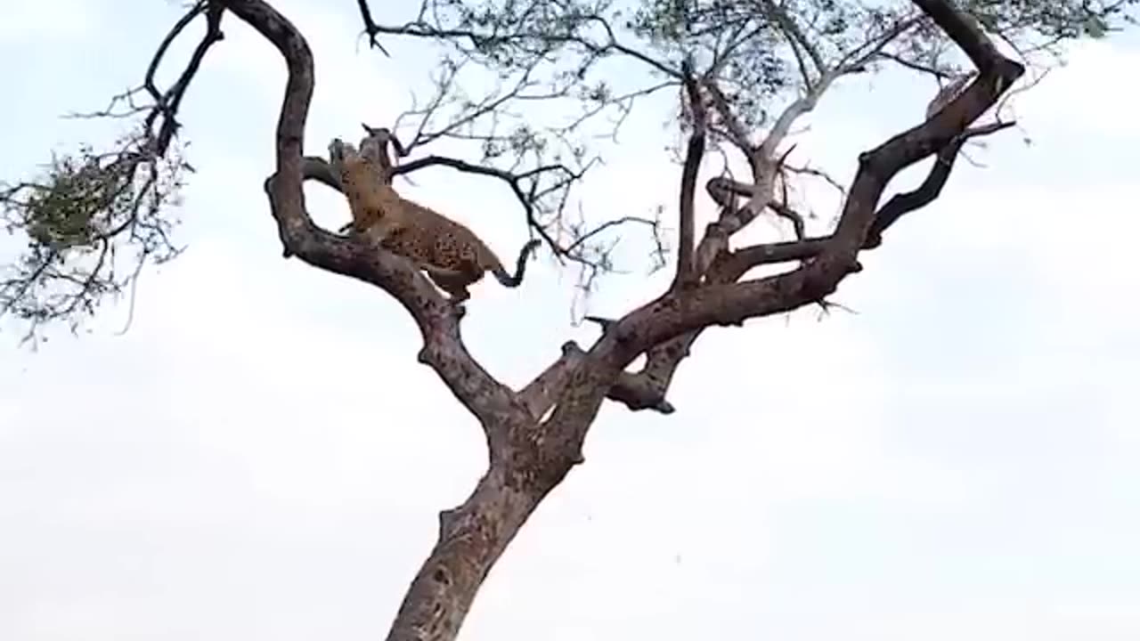 Animals fight on tree tiger and monkey