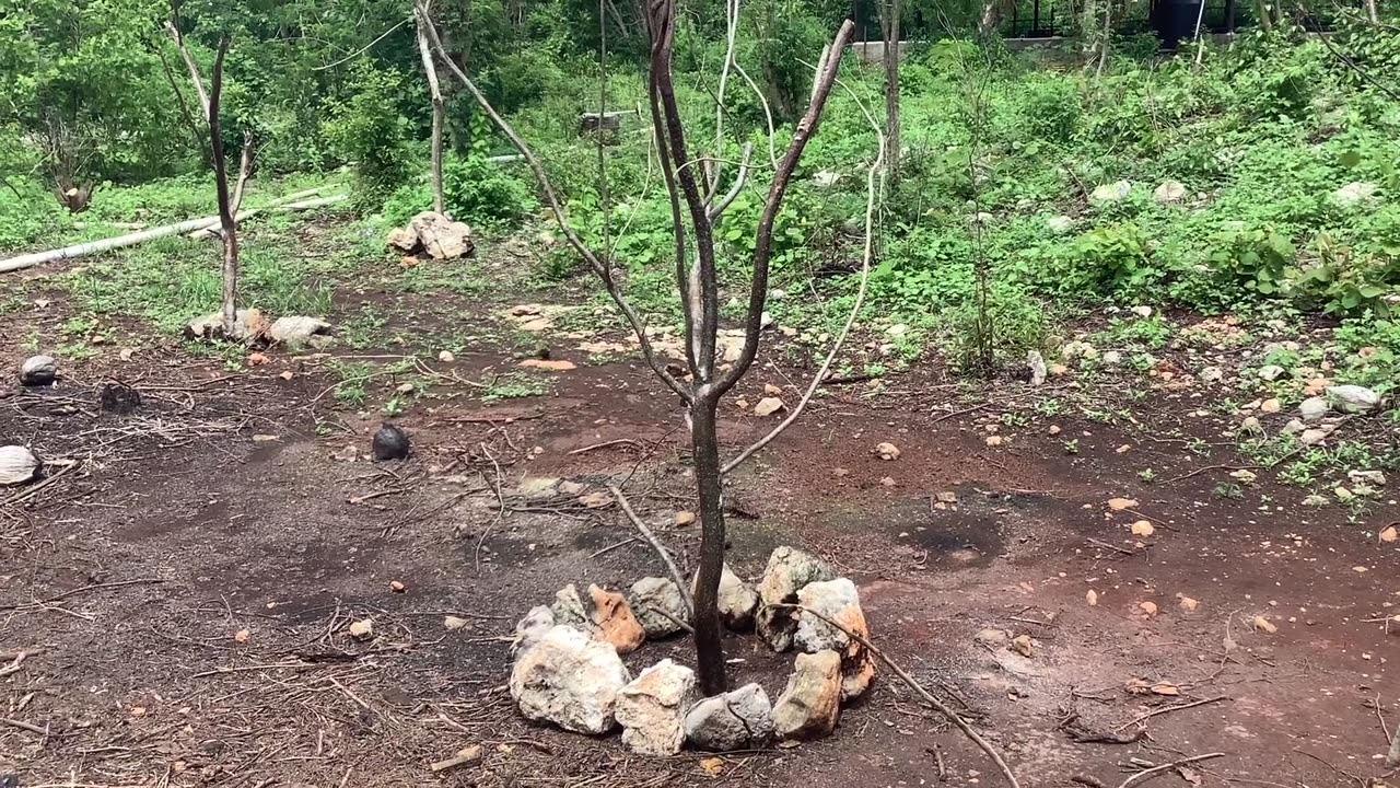 Ranch updates yaxcaba Mexico