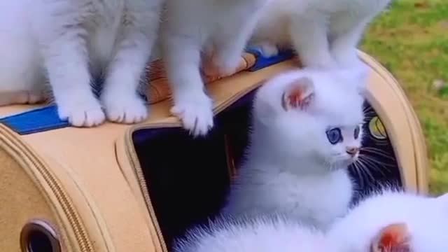 Animal fan