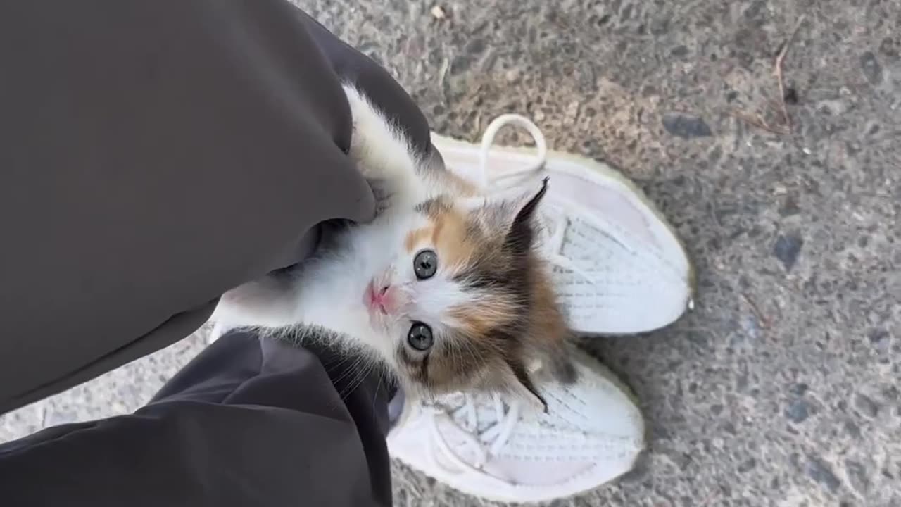 Cute smallest cat🐱😻