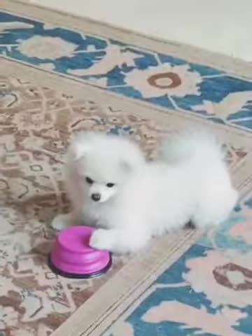 20180128文贵先生视频：Snow太可爱了