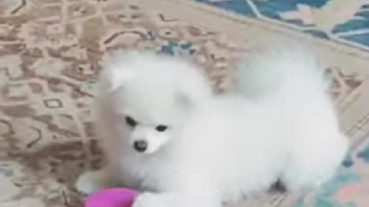 20180128文贵先生视频:Snow太可爱了
