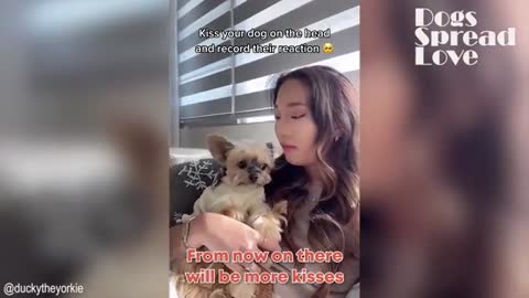 Kiss Your Dog On The Head And Record Their Reaction