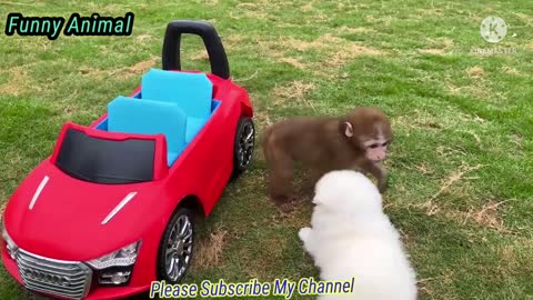 Funny animal video