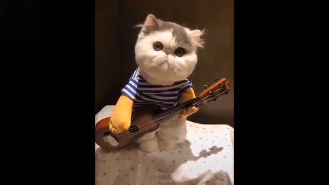 Funny Cats Compilati0n