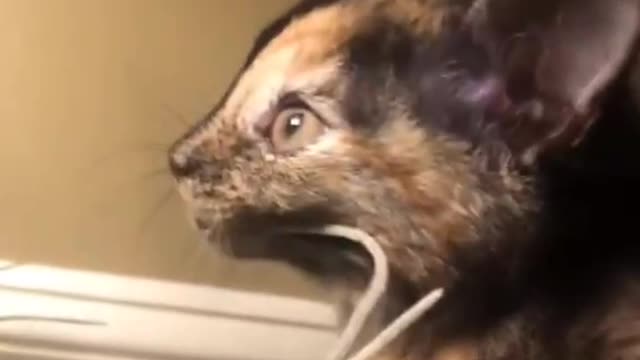 beautiful cat and dog15