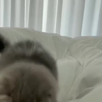 Smol kitten attacking bed sheets