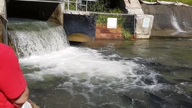 Salmon Jump at waterfall