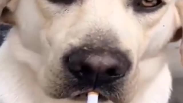 Funny dog smoking time 🚬🚬🚬