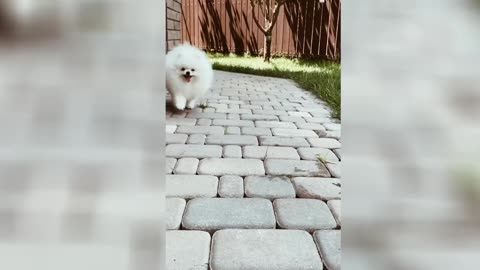 Very cute white Dog