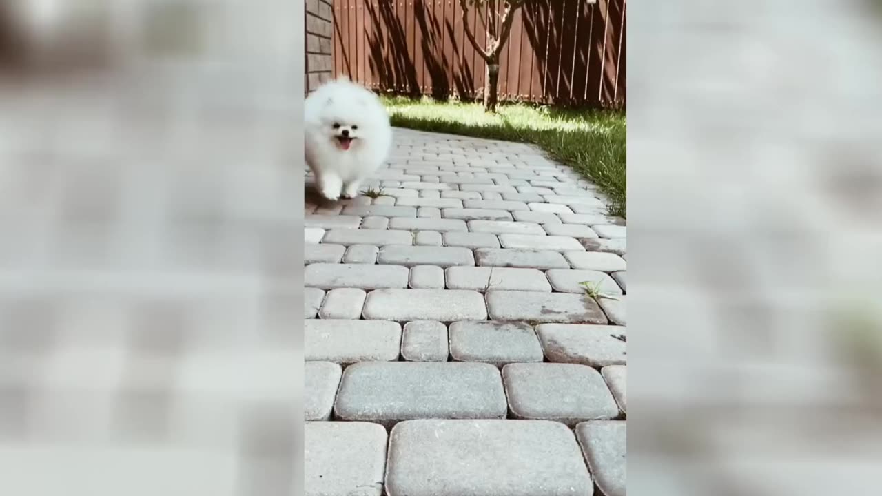 Very cute white Dog