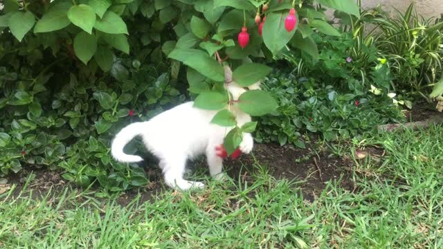 A cat playing with flower branches