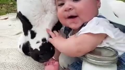 baby and calf 📽️ rissaslittlemoos# lilyflower# babies# funny# family#cute babies