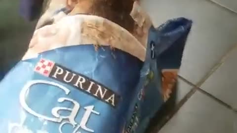 Ark Of Grace...Noble The Mini Pig At Play! Pigs LOVE Bags!