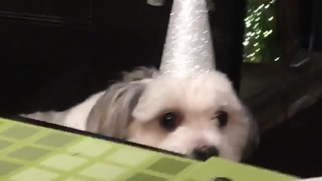 White dog with pink birthday hat on head