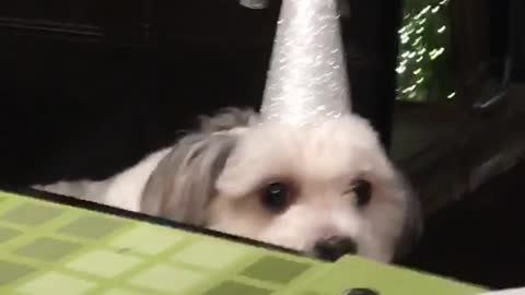 White dog with pink birthday hat on head