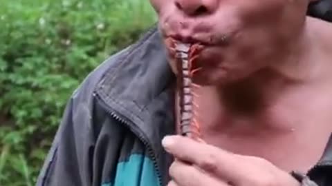 Eating caterpillars like chewing gum