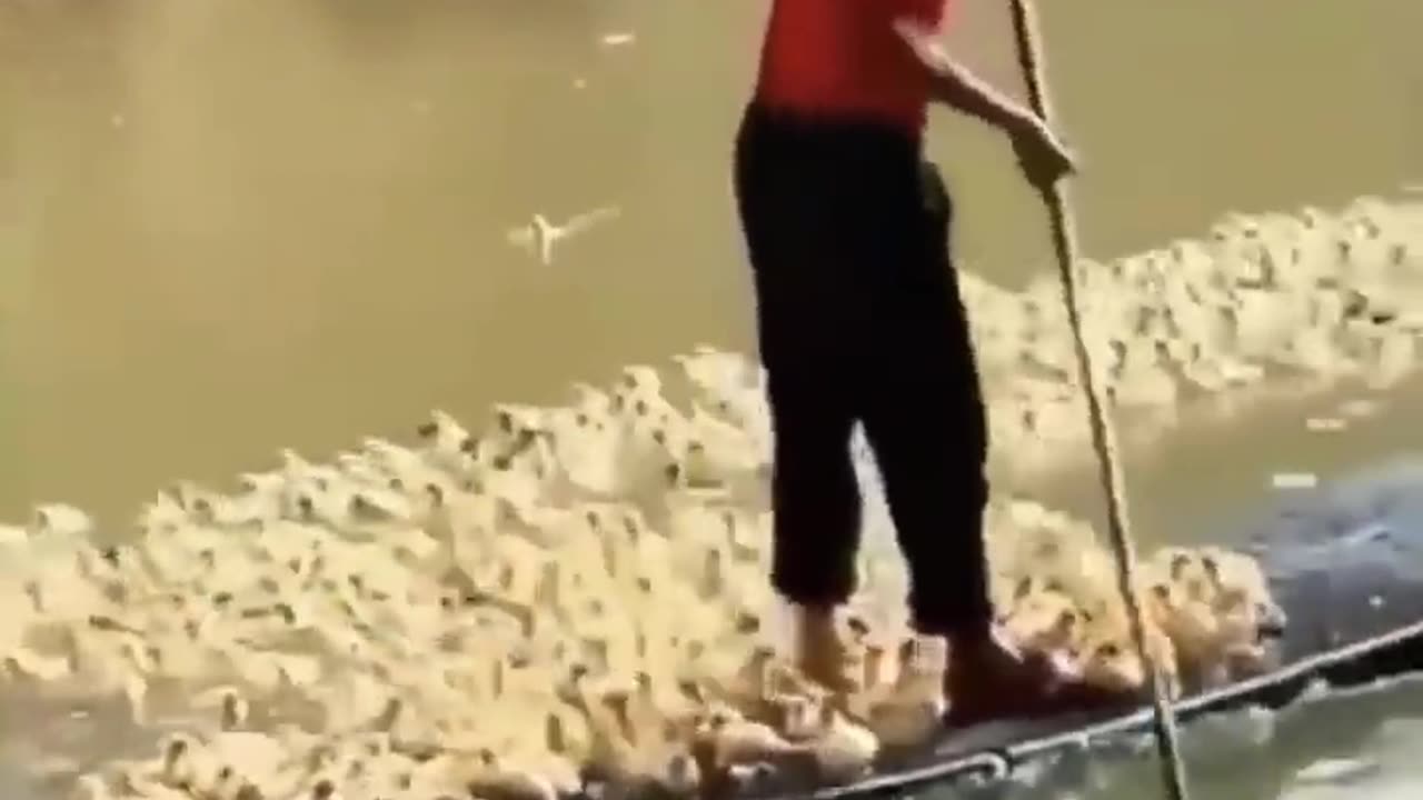 Man Get Chased by a swarm of ducks !