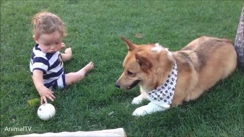 Baby play ball with dog