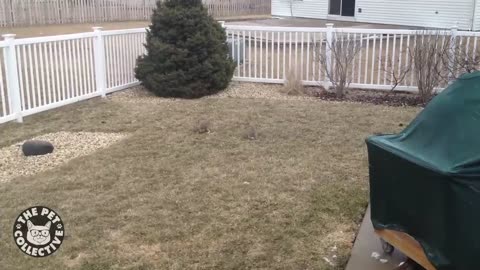 Funny Bunny Videos || Awesome Bunnies Compilation