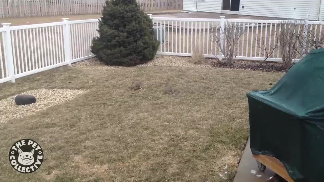 Funny Bunny Videos || Awesome Bunnies Compilation