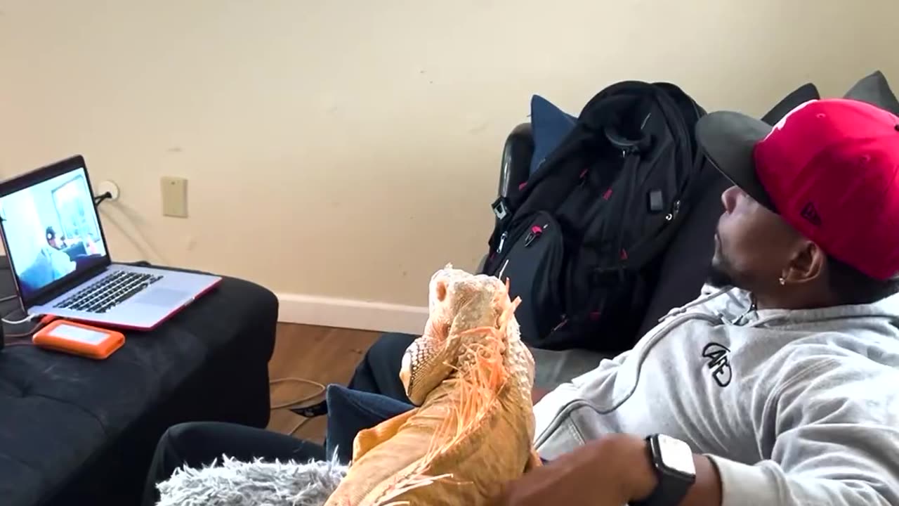 Most folks have house tigers, he has a house Godzilla.